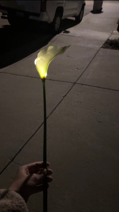Light-Up Calla Lily - Set of 10