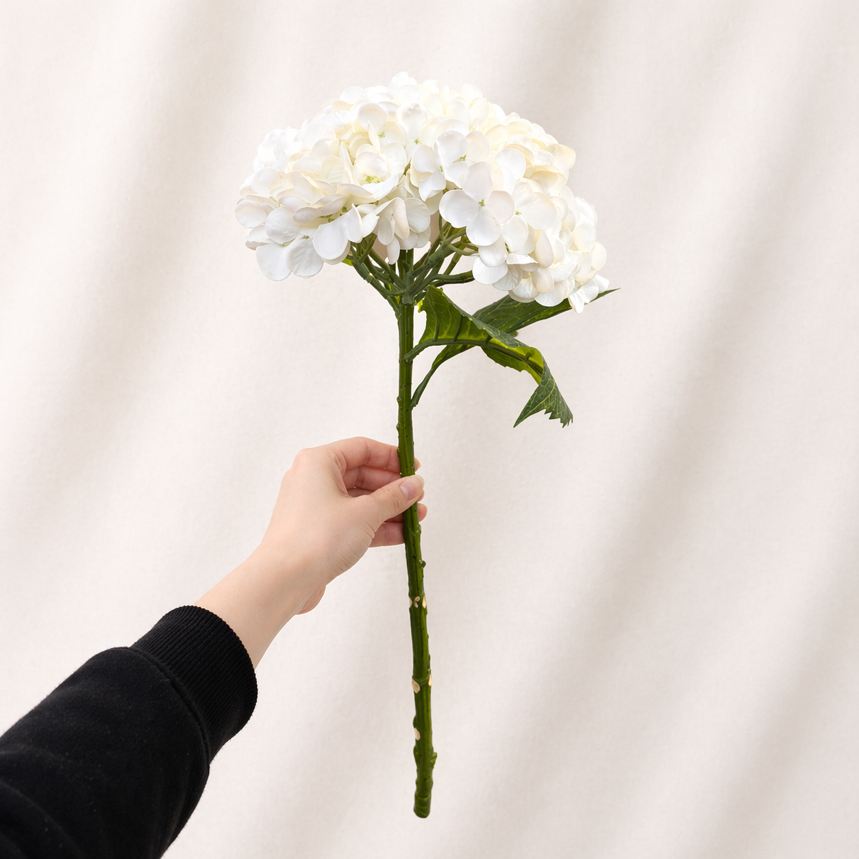 White Hydrangea