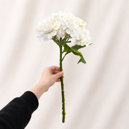 White Hydrangea