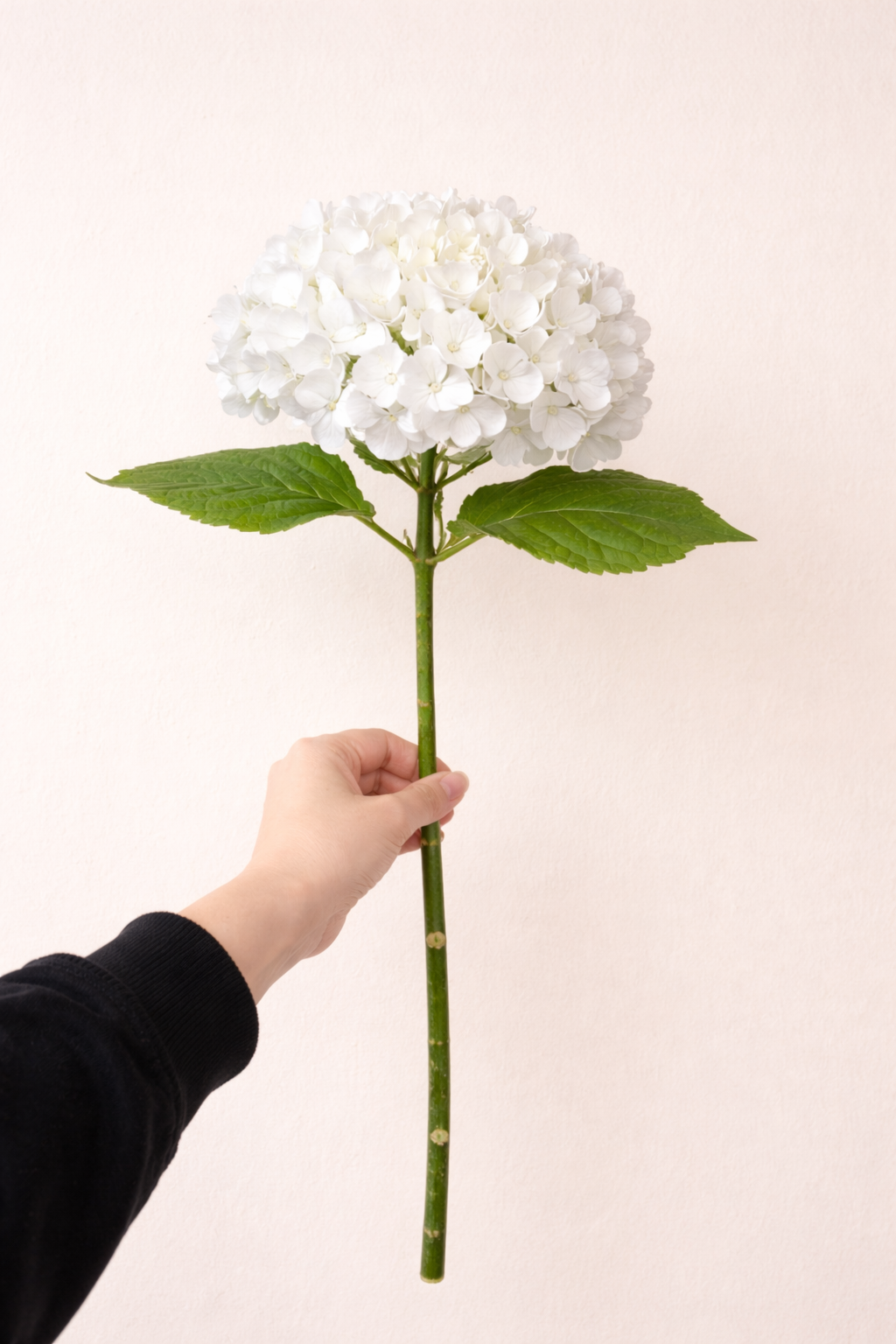 White Hydrangea