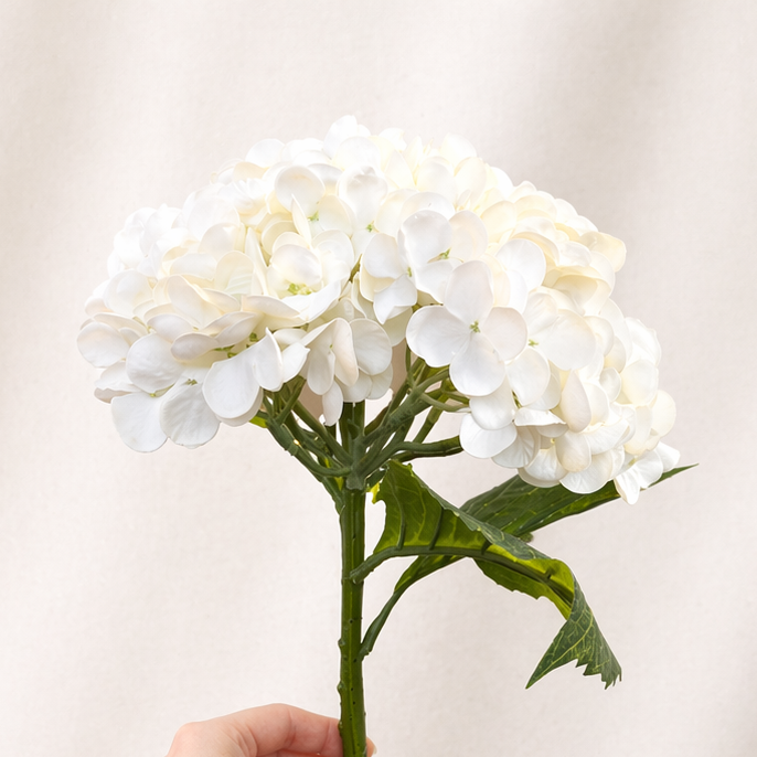 White Hydrangea