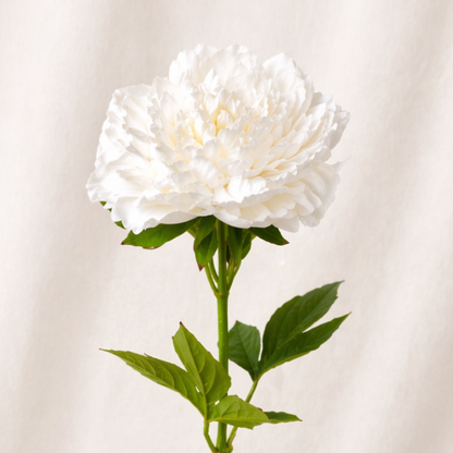 White Peony - Real Touch