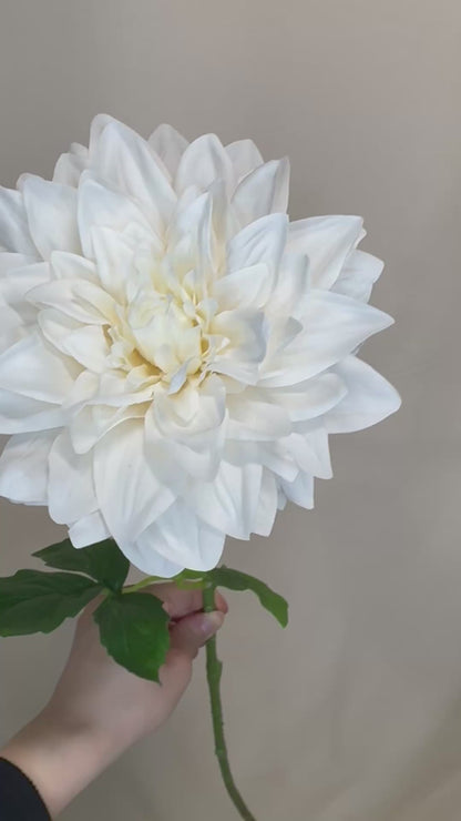 White Dahlia - Real Touch