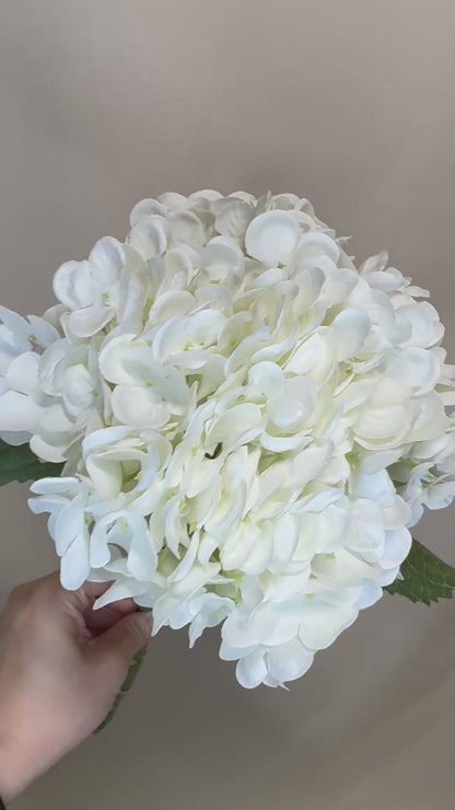 White Hydrangea